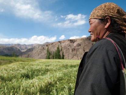 Una campesina observa sus campos de trigo en Leh, la antigua capital del reino de Ladakh al pie del Himalaya, en el norte de India.