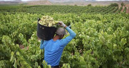 Viñedos en La Rioja