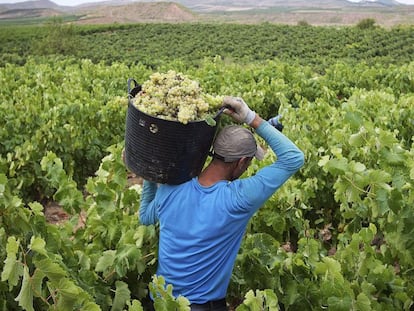 Vineyards in La Rioja region.