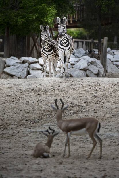 Visita al zoo de Madrid mes y medio despus de que se decretase el estado de alarma.