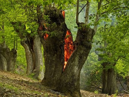 Incendio en el Parque Natural Serra da Enciña da Lastra