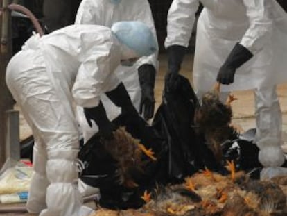 Trabajadores sanitarios recogen aves muertas en un mercado de Hong Kong.