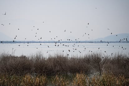 El Parque Ecológico alberga a más de 250 tipos de plantas y más de 370 de animales. 