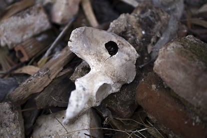 Entre las piedras del suelo, se encuentran varios restos óseos. En la imagen un fragmento de una pelvis.