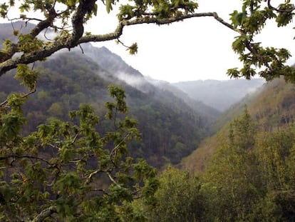 Vista de la zona del parque que se salv&oacute; de las llamas.