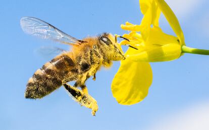 Una abeja cubierta de polen liba en una flor.