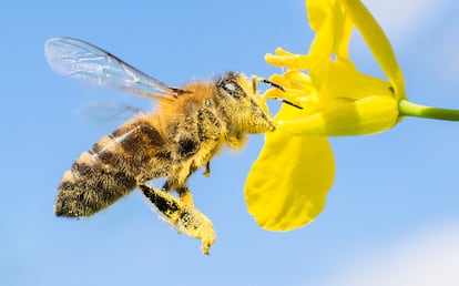 Una abeja cubierta de polen liba en una flor.