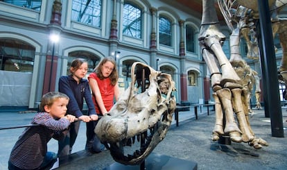Cráneo de un braquiosaurio en el Museo de Historia Natural de Berlín.