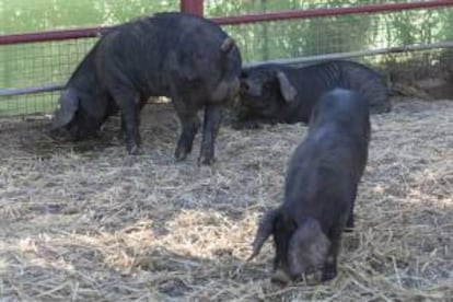 El Cabildo de Gran Canria present hoy tres sementales de Cochino Negro Canario (Sansn, Tritn y Nern), los cuales, en las prximas fechas, irn rotando por las distintas ganaderas de la Isla, con el objetivo de obtener la extensin de la raza pura.