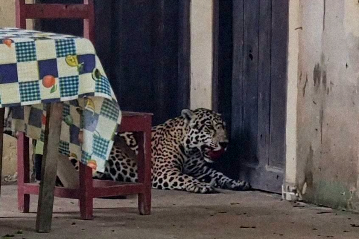 Enviado a la cárcel un hombre por la muerte y mutilación de un jaguar en Bolivia