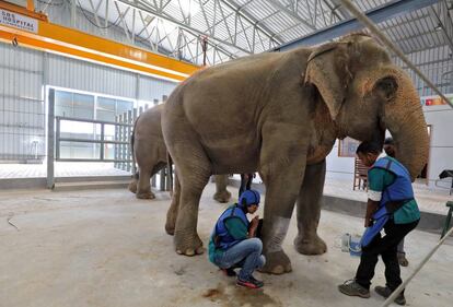 Dos veterinarios hacen el pasado viernes un radiografía en la pierna de un elefante en el hospital para animales que la ONG Wildlife SOS ha abierto en Mathura (India).