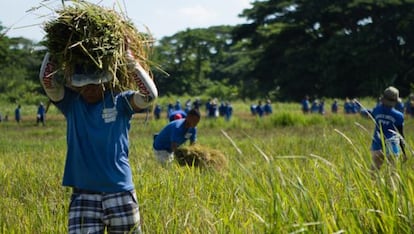 Un recluso trabaja en los cultivos de la prisión de Iwahig.