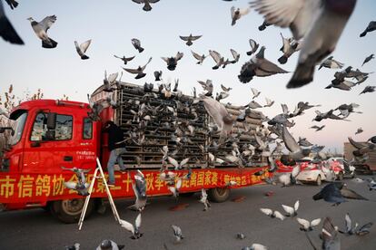 Palomas mensajeras son liberadas de las jaulas de un camión para una competición en Langfang (China).