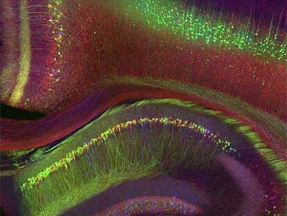 Imagen del hipocampo y córtex cerebral de un ratón genéticamente diseñado para resaltar los diferentes tipos de células nerviosas con proteínas fluorescentes, premiada en la exposición <i>Paisajes neuronales</i> de Cosmocaixa.