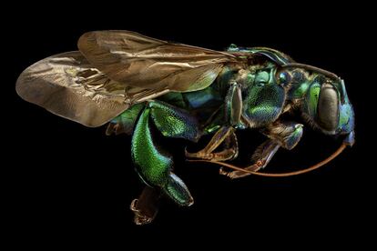 'Exaerete frontalis' (abeja de la orquídea) perteneciente a una de las colecciones del Museo de Historia Natural de la Universidad de Oxford.