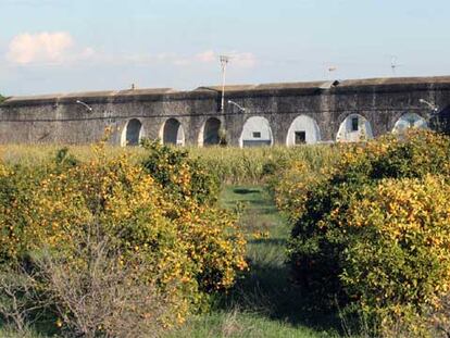 Huerto de naranjos en Alhaurín de la Torre, donde los agricultores están sufriendo pérdidas por la sequía.