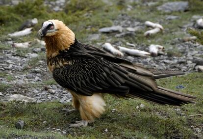 El quebrantahuesos (Gypaetus barbatus) fue una de las especies estudiadas.