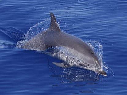 La labor de Indemares ha confirmado de la existencia de un santuario para cetáceos en Fuerteventura y Lanzarote.