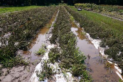Flood waters remain on the destroyed fields at the Intervale Community Farm after flooding and rain, July 17, 2023, in Burlington, Vt