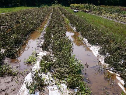 Flood waters remain on the destroyed fields at the Intervale Community Farm after flooding and rain, July 17, 2023, in Burlington, Vt.