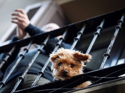 Um cachorro numa sacada de imóvel em Madri.