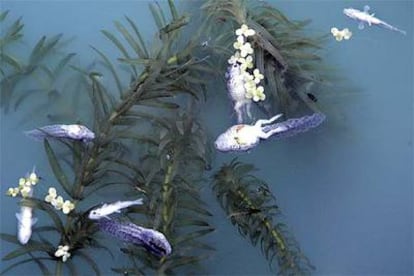 Peces muertos en el río Umia a su paso por el municipio gallego de Portas.