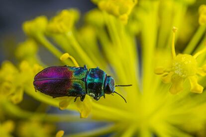 Carcoma metálica (Anthaxia dimidiata) fotografiada en un zumillo (Thapsia villosa). Madrid, España.