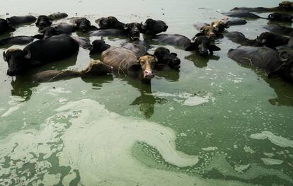 Vacas bañándose en un estanque contaminado en medio de Mari Mustafa, Punyab, India. Muchos se los residentes culpan al estanque de sus enfermedades.