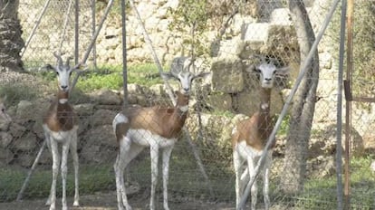 Endangered dama gazelles in Almer&iacute;a.