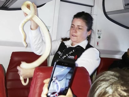 Una azafata sostiene a la serpiente que hab&iacute;a escapado en pleno vuelo en Alaska.