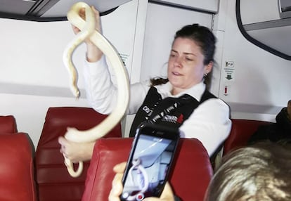 Una azafata sostiene a la serpiente que había escapado en pleno vuelo en Alaska.