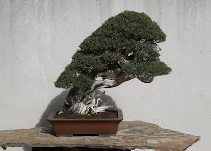 Ejemplar de 'Juniperus chinensis (L)', sabina china. Árbol del maestro Kimura, incorporado a la colección hace 10 años. Ha sido expuesto en las más importantes exposiciones del mundo: Kokofu-ten en Japón, Francia, Bélgica, Italia, España... Aparece en publicaciones de todo el mundo.