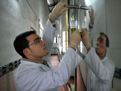 Quality control at an oilve oil plant in Ja&eacute;n.