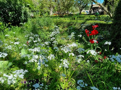 Bulbos de ajo blanco en plena floración.