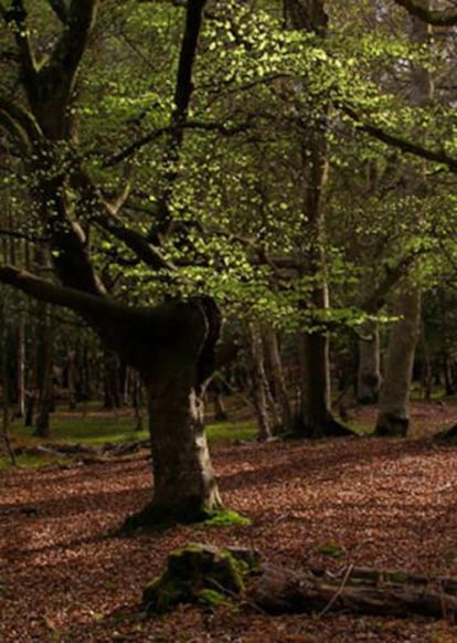 Contrades del sud d’Anglaterra, lluny de ciutats, són els escenaris de la luxosa lírica d’Edward Thomas.