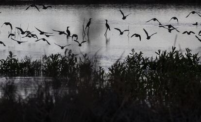 Patos, gansos y cormoranes revolotean en uno de los espacios inundadas en la parte sur de las Tablas de Daimiel, al atardecer.