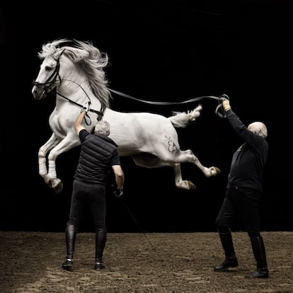 El tordo 'Yute' salta en una cabriola guiado por los jinetes Álvaro Domecq (a la derecha) y José Gutiérrez en la Real Escuela Abdaluza del Arte Ecuestre. Es uno de los ejercicios de alta escuela que forman parte del espectáculo ecuestre 'Cómo bailan los caballos andaluces' de la Escuela de Jerez de la Frontera.