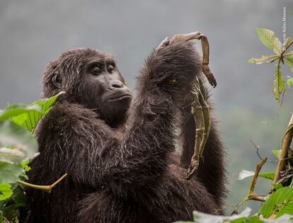 Una hembra joven de la familia de gorilas Nkuringo en el Bosque impenetrable Bwindi (Uganda), insiste en revivir el cuerpo de su bebé ya muerto.