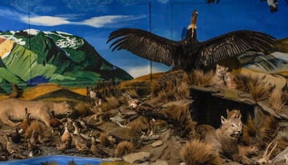 Los pumas y otros animales del Museo de la fauna Patagónica de Puerto Natales.