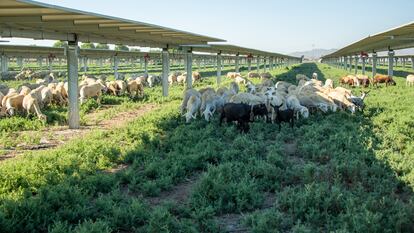 Granja solar de Soltec en Totana, Murcia. 