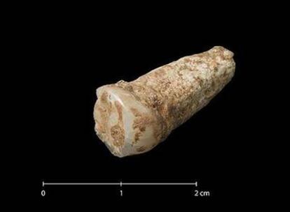 Premolar de hace 1,2 millones de años descubierto en Atapuerca.