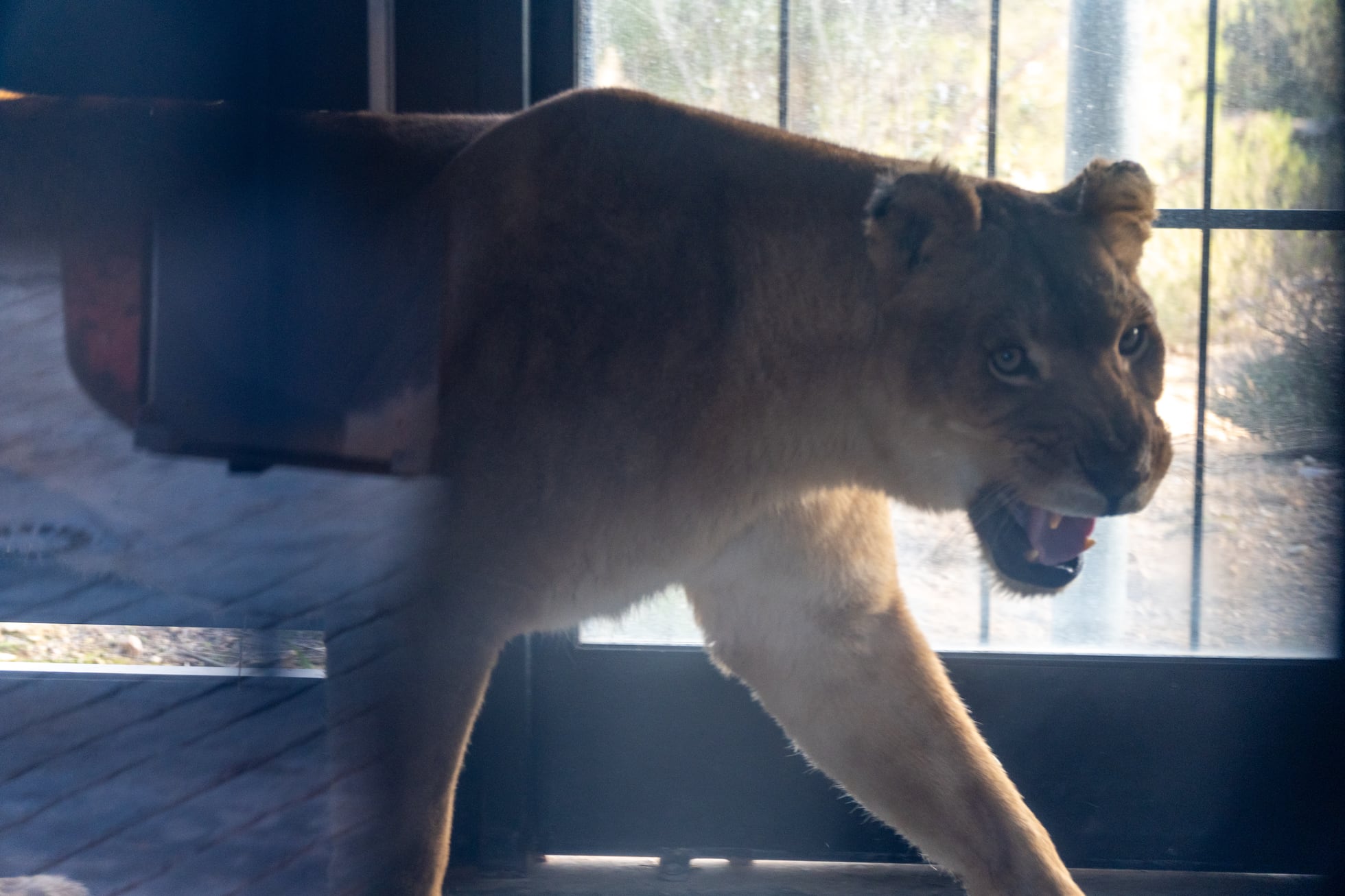 Nine lion cubs and three adults rescued from French circus find shelter ...