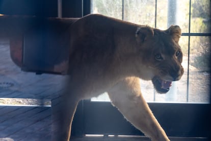 rescate leones francia