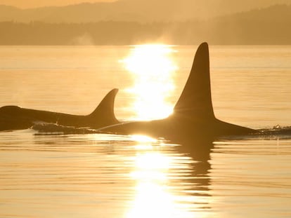Dos orcas, madre e hija, frente a las costas de Oregon, EE UU. 