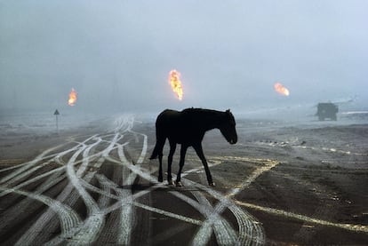 Cavalo de corrida abandonado em um campo petrolífero arrasado no Kuwait durante a Guerra do Golfo, em 1991.