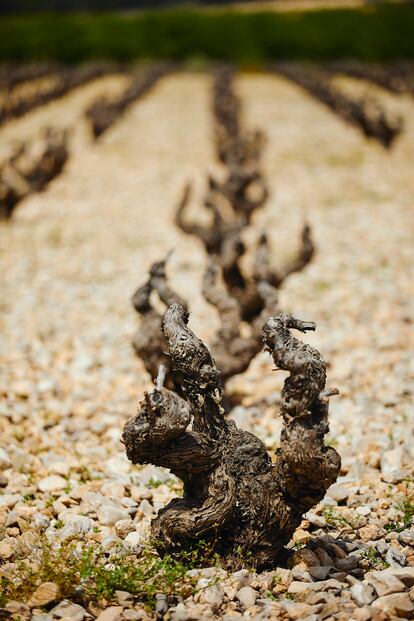Vides con alta resistencia a la sequía en un viñedo de secano, en Murcia