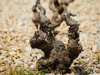 Vides con alta resistencia a la sequía en un viñedo de secano, en Murcia.