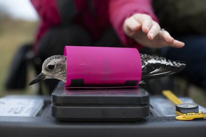 Los voluntarios del Wash Wader Ringing Group pesan a un chorlito gris. El estuario de Wash es el sitio de humedales costeros más importante en el Reino Unido para las aves y, como tal, está sujeto a una serie de designaciones de conservación, que incluyen Área Especial de Conservación, Reserva Natural Nacional y Sitio de Interés Científico Especial.