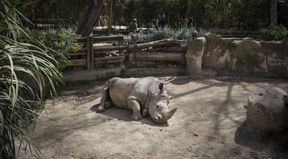 El zoo de Barcelona, esta semana.