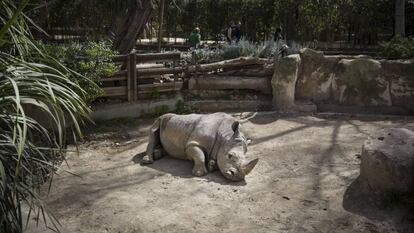 El zoo de Barcelona, esta semana.